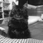 Profile Picture of Sharon 'Oreo Newf' Farrelly (@sshaggies) on Instagram