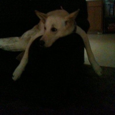 Profile Picture of Nate Lovelady (@Natedzz) on Twitter