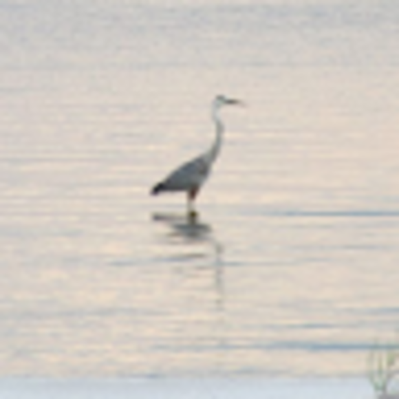 Profile Picture of Ann Foland (@windstealer) on Poshmark