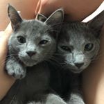 Profile Picture of 러블리 보스/테리😍 (@russianblue_boss_terry) on Instagram