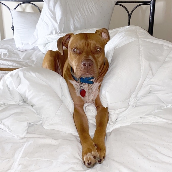 Profile Picture of Brianna Giertz (@bg536) on Poshmark