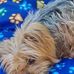 Profile Picture of Vicky Wolstenholmemacdonald (@vicky.wolstenholmemacdonald) on Facebook