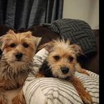 Profile Picture of The wondrous adventures of Madge, Winnie, and Oliver (@the_hunt_pack) on Instagram