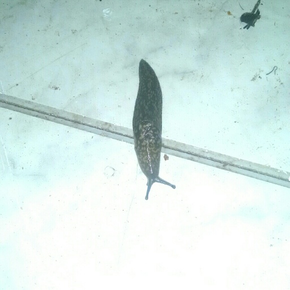 Profile Picture of Tommy Neal (@tommyneal) on Poshmark