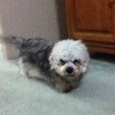 Profile Picture of Savannah Joyce (@vollieboogirl) on Twitter