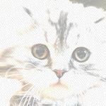 Profile Picture of opalka brucker (@opalkabruckeria) on Instagram