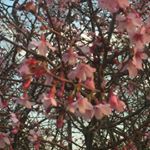 Profile Picture of Lora Witcher (@lora_witcher) on Instagram