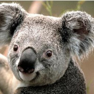 Profile Picture of Lauren Simone Briggs (@laurensimonebri) on Twitter