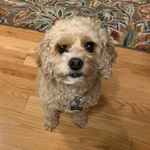 Profile Picture of Ginger Weber (@ginger_the_woofer_) on Instagram
