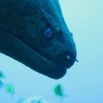 Profile Picture of kennethsalomonsen (@kennethsalomonsen) on Instagram