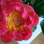 Profile Picture of Christine Briere (@christine.briere.75) on Instagram