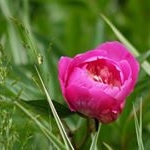 Profile Picture of Cheseapeake (@cheseapeakekim) on Instagram