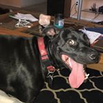 Profile Picture of Corey Jurkiewicz (@good_boy_bowser) on Instagram