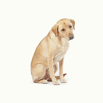 Profile Picture of NotJamesGoldblatt (@JamesGoldblatt_) on Twitter