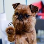 Profile Picture of Brussels Griffon (@james.c.pierce) on Instagram