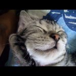 Profile Picture of Carl Cheung (@mylovecarl) on Instagram