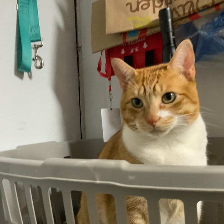 Profile Picture of Matthew Sandlin (@matthewsandlin683) on Tiktok