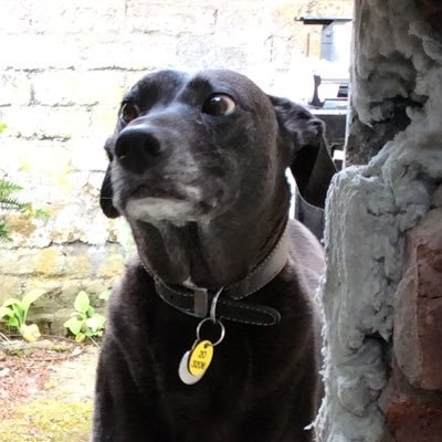 Profile Picture of Carol Ross (@loggielass) on Twitter