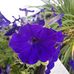 Profile Picture of Cathy Singleton (@cathy.singleton.7967) on Facebook