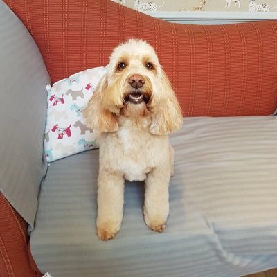 Profile Picture of Joy Swift (@Joyhedon1968Joy) on Twitter