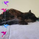 Profile Picture of Mikaela Bailey (@kaiyabug16) on Instagram