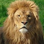 Profile Picture of sammy_ahmed_65 (@sammy_ahmed_65) on Instagram