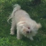 Profile Picture of Aaron (@aarondesilva4) on Instagram