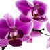 Profile Picture of Leticia Giarola (@leticia.giarola.9) on Facebook
