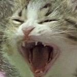 Profile Picture of โซมะแมวดื้อที่จะเป็นเชฟระดับโลกแมว (@somanaughtycat) on Instagram