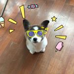 Profile Picture of 张haixia (@zhanghaixia0513) on Instagram