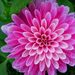 Profile Picture of Golee Abrishami (@goleea) on Pinterest