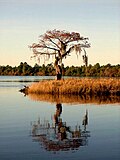 Profile Picture of Singletary Lake State Park - Wikipediaon Wikipedia