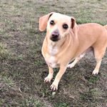 Profile Picture of Chester Perez (@chesterperez2017) on Instagram