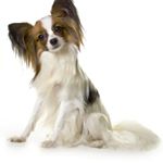 Profile Picture of Sam J. Specht (@papillon_butterflydog) on Instagram