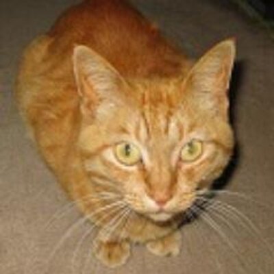 Profile Picture of Mike Ito (@miu1045) on Twitter
