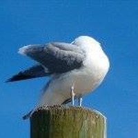 Profile Picture of Samuel Swenson (@samuel-swenson-2) on Quora