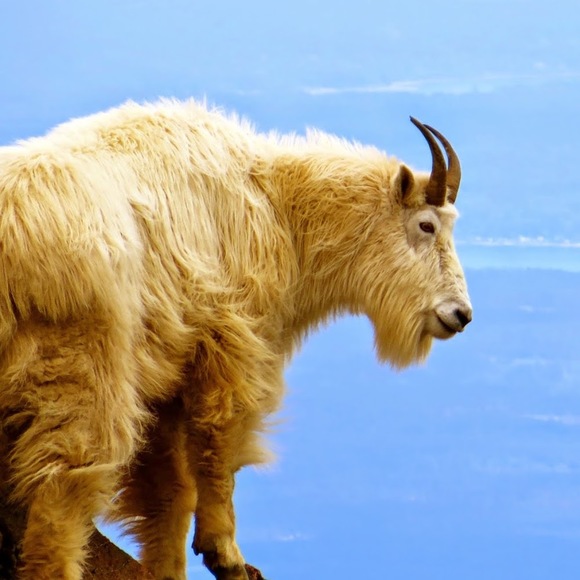 Profile Picture of Heidi Borgens (@hlborgens) on Poshmark