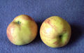 Profile Picture of Gravenstein - Wikipediaon Wikipedia