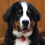 Profile Picture of Bruce “The Boss” Bernsteen (@brucebernsteen) on Instagram