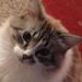 Profile Picture of Darlene Christensen (@christensen6014) on Pinterest