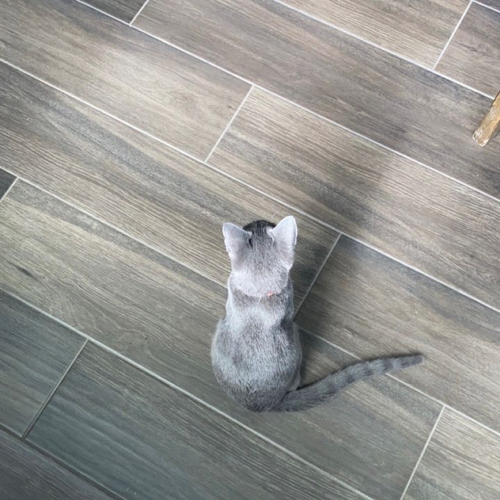 Profile Picture of Crystal Tavarez (@crystal.tavarez) on Tiktok