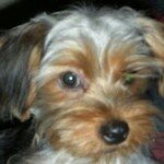 Joanne Zhang - Instagram Profile Picture of Joanne Zhang (@mickey8368) on Instagram