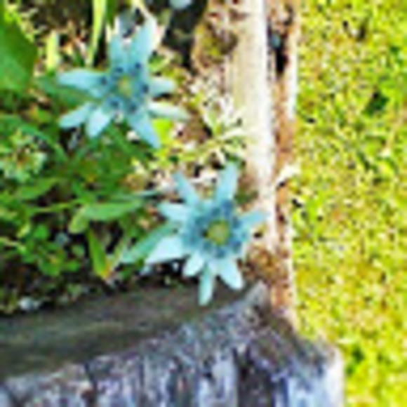 Profile Picture of Saba Manetti-tesfaye (@sabitabujita) on Poshmark