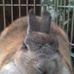 Profile Picture of Iris Fujimori (@iris.fujimori) on Facebook