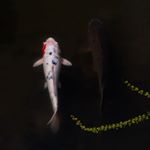 Profile Picture of Sean Chen (@sean_chen_hello) on Instagram