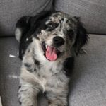 Profile Picture of Leo Carter (@lifeofleocarter) on Instagram