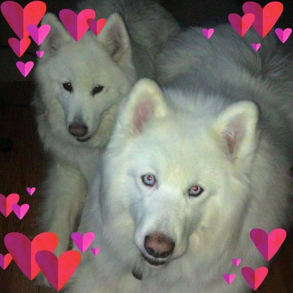 Profile Picture of Sue Wickson (@sawick) on Poshmark