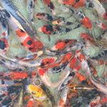 Profile Picture of David Doswell (@palmetto_koi_and_goldfish) on Instagram