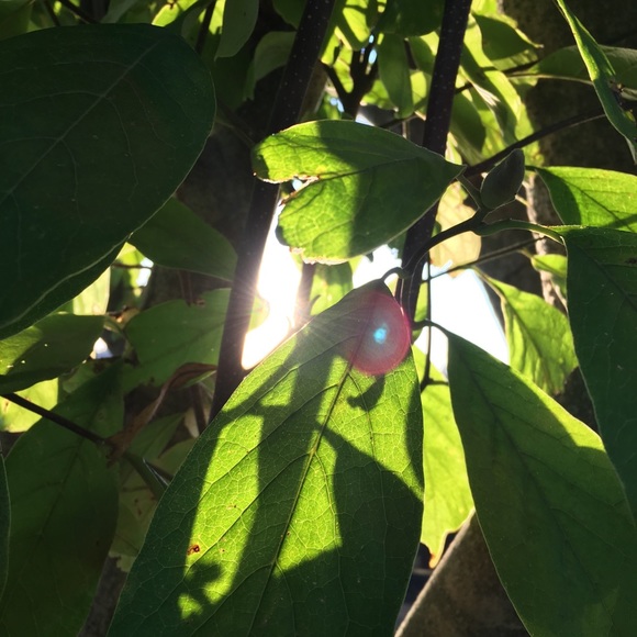 Profile Picture of Shawna Arnholt (@shawnaarnholt) on Poshmark