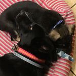 Profile Picture of Harper & Hunter (@harper.hunter) on Instagram